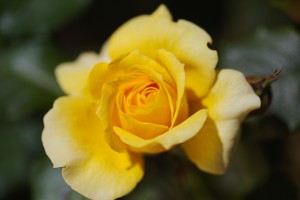 A Yellow Rose Dreamer